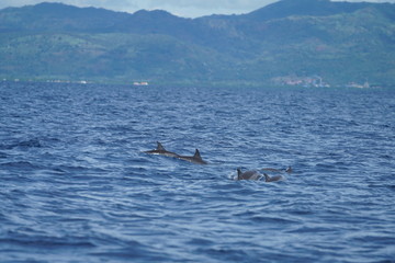 View of the open ocean with dolphins near Manjuyod, Philippines