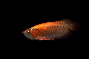 Wall Mural - arowana fish isolated on black background