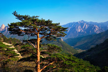 Tree In Seoraksan National Park, South Korea