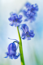 Violet Blue Early Spring Wildflowers, Blue Bells. Blurred Background Soft Focus. Beautiful Nature Macro Depicting Fragility, Purity And Hope For A New Start...