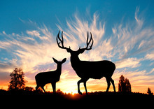 Mule Deer Sunset