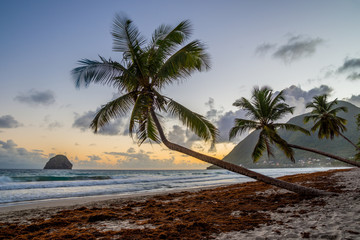 Wall Mural - Sunset over Caribbean Martinique beach coconut (Le Diamant)