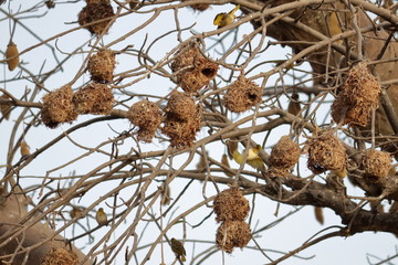 Poster - gambia