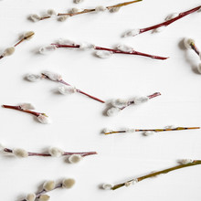 Background With Willow Branches And Buds. Spring Banner With Willow Branches. Congratulatory Background With Willow Branches