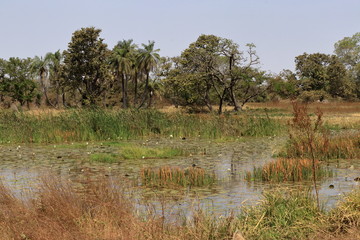 Poster - gambia travel