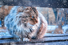 A Street Tricolor Cat Sits On A Bench In The Winter, In The Park Near The River. A Miserable Look Of An Homeless Animal  Animal In City.