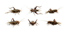 Group Of Cricket On White Background., Insects. Animals.