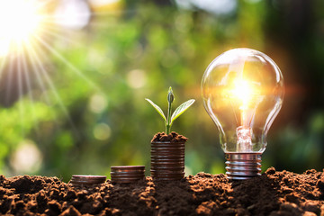 Wall Mural - light bulb on soil with young plant growing on money stack. saving finance and energy concept