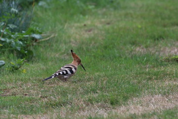 Sticker - hoopoe