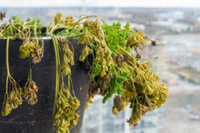 Parsley Biannual Herb Drying Out, In Winter, Dying Parsley, With Yellow And Brown Leaves.