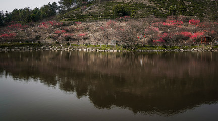 Poster - Blooming Plum Blossoms