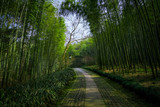 Fototapeta Sypialnia - Yunxi Bamboo Trail, Spring Outing