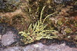 Ascophyllum nodosum is a large brown alga (Phaeophyceae). Also known as rockweed knotted kelp or egg wrack. Seaweed wrack variety. Green with small bulbous floating mechanisms. Seaweed wrack variety.
