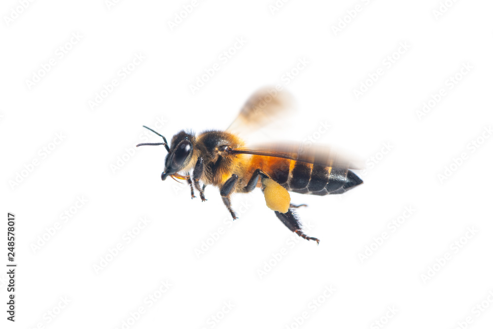A close up of flying bee isolated on white background - obrazy, fototapety, plakaty 
