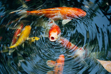 Koi Fish In The Pond In The Garden