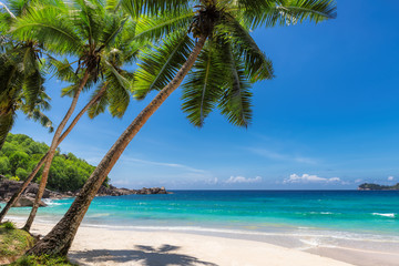 View of exotic tropical beach with white sand and palms around. 