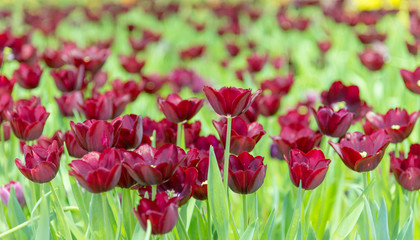 Wall Mural - Tulips flower in the garden.