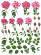 Pink roses with leaves and buds isolated on white background. Watercolor illustration. Set of templates for invitation cards, wedding, banners, sales, brochure cover design-vector illustration