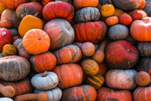 Colorful Pumpkins Collection On Outdoor Autumn Market