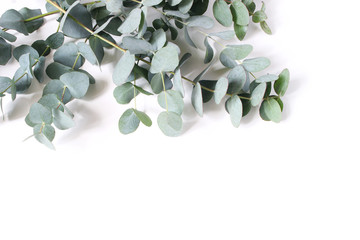Wall Mural - Closeup of green eucalyptus leaves and branches isolated on white table background. Modern floral composition, botanical frame, banner. Feminine styled stock image. Flat lay, top view.