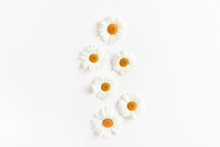White Chamomile Flowers 