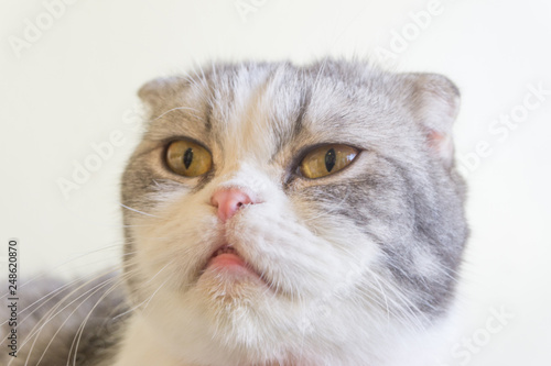 White And Grey Scottish Fold Tabby Cat Has Long Mustache Lying