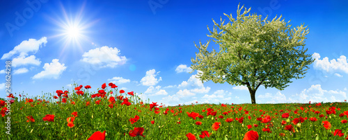 Blossoming lone tree on a colorful meadow with poppy flowers, with the sun sh...