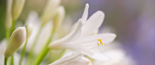 Close Up Of A White Agapanthus Flower