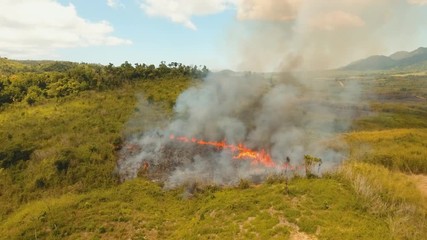 Wall Mural - forest fire on slopes hills and mountains, bush. Forest and tropical jungle deforestation for human food farming and export. large flames from forest fire. Using fire to destroy natural habitat and