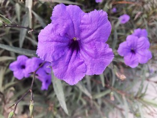 Close up of purple flower, natural background.