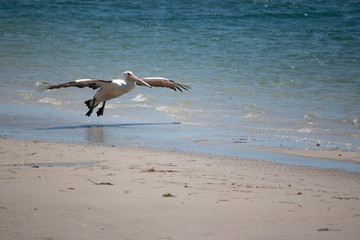 Wall Mural - pelican flying on the beach beauty in nature