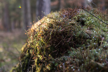 moss with a little snow in a forest