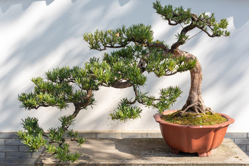 twisted pine bonsai tree on a wooden table against white wall in baihuatan public park, chengdu, sic