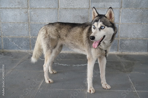 Siberian Husky skinny - Buy this stock photo and explore similar images at  Adobe Stock | Adobe Stock