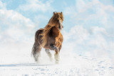 Fototapeta Konie - Portrait of Agar, Bohemian-Moravian Belgian horse in sunny day. Czech Republic