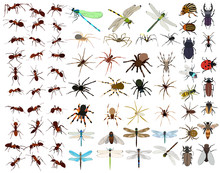 Set Of Insects