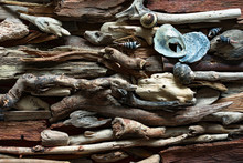 Dramatic Composition Of Dead Marine Items Over Driftwood Background.