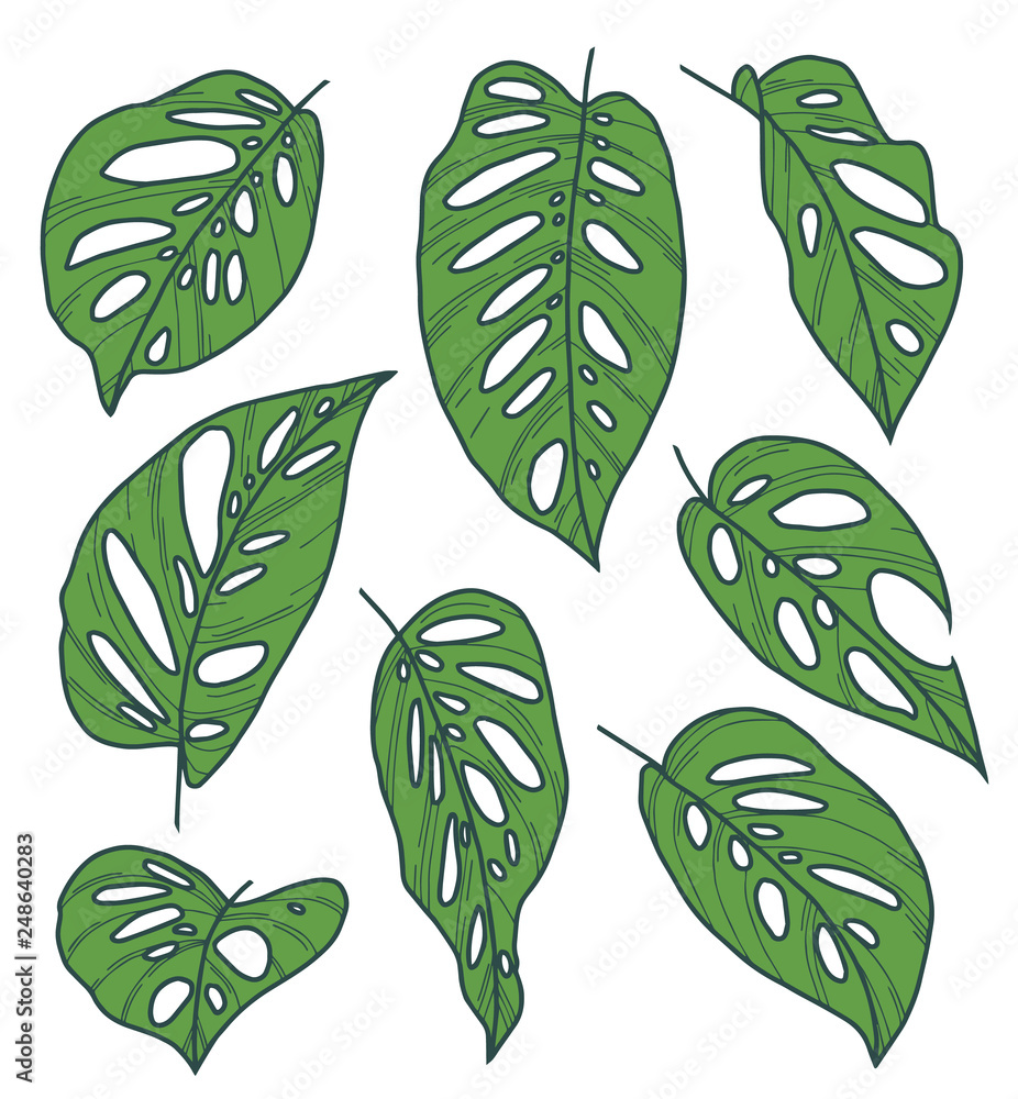 monstera weiße flecken kaufen Monstera Super White main image 0
