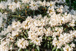 © Magnus - Rhododendron shrub overwhelmed with white flowers