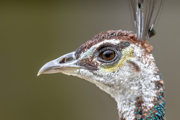 Canvas Print - Head of female Peacock