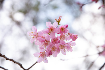 Wall Mural - cherry blossom flowers , sakura flowers on nature background.