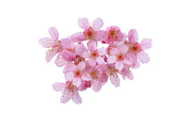 Wall Mural - cherry blossom flowers , sakura flowers isolated on white background - clipping paths.