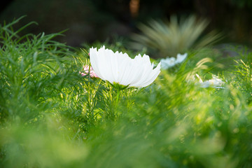 Wall Mural - cosmos flower in the garden