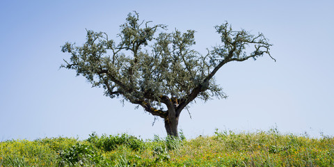 Quercus suber - Old cork oak tree in Alentejo during spring, landscape with blooming meadows of wildflowers and fresh young grass, Portugal, Europe.