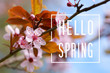 Hello Spring text and cherry plum blossom