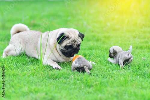 Plakat Mops rodzina, Śliczne szczeniaki brązowe Mops gra z matką w zielony trawnik