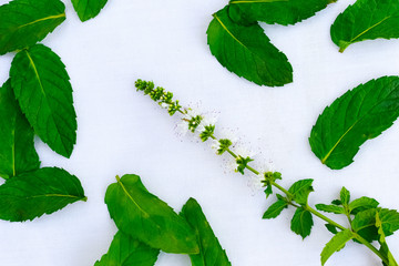 Wall Mural - Mint leaves arranged in a random way.