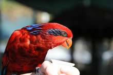 This Red-collard Lorikeet Eats Nectar Out Of People's Hands.  