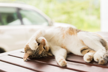 Wall Mural - cute cat sleeping