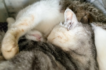 Wall Mural - cat sleep with her daughter